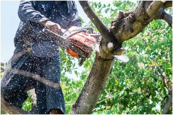 tree services Copalis Beach